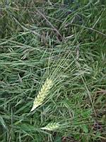 Orge commune, Hordeum vulgare (1)